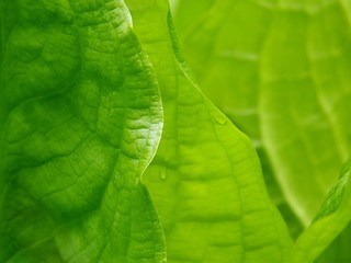 Skunk Cabbage Leaves