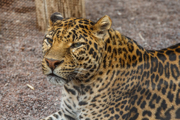 Obraz premium Leopard in zoo