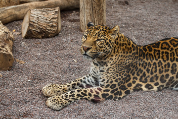 Leopard in zoo