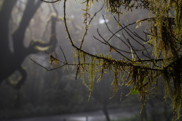 Fototapeta premium Garajonay National park in La Gomera, Canary islands, Spain. Green, moss, jungle mystic forest