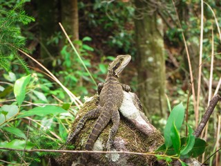 Lizard resting on a rock