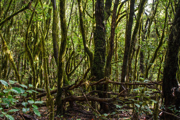 Garajonay National park in La Gomera, Canary islands, Spain. Green, moss, jungle mystic forest