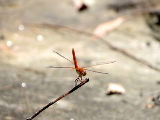 Orange dragonfly