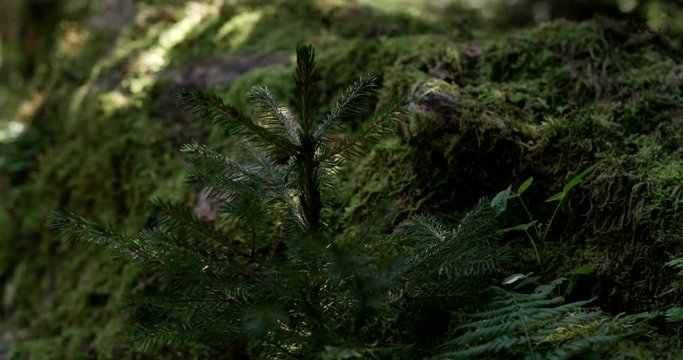 Fichte Wald