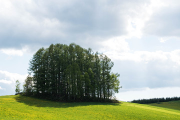 緑の牧草畑と新緑の松林　美瑛町