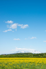 残雪の山並みと青空　大雪山