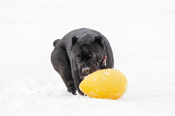 Cane Corso. Young dog plays with toys. Walking outdoors in the winter.  How to protect your pet...