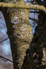 Gray lichen on a tree trunk.