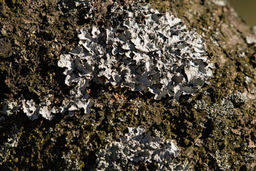 Gray lichen on a tree trunk.