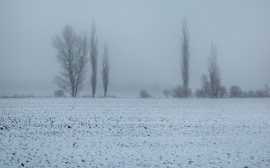 Trees in the fog on the field. Winter landscape of fields with trees. Trees in hoarfrost, hoarfrost in fog. Background.