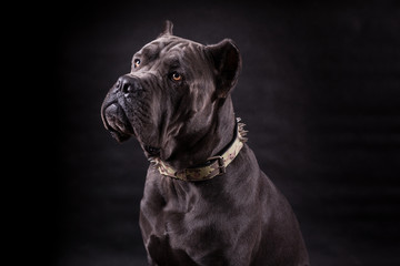 Black dog Kenne Corso breed isolated on a black background.