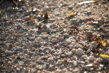 Shells on the beach