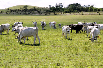 Herd of hungarian grey cattle on a meadow at rural animal farm