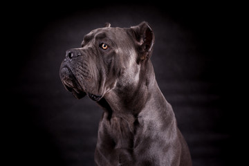 Black dog Kenne Corso breed isolated on a black background.