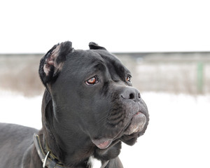 Cane Corso portrait. Young energetic dog walks. Walking outdoors in the winter.  How to protect your pet from hypothermia. 