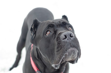 Cane Corso portrait. Young energetic dog walks. Walking outdoors in the winter.  How to protect your pet from hypothermia. 