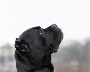 Cane Corso portrait. Young energetic dog walks. Walking outdoors in the winter.  How to protect...