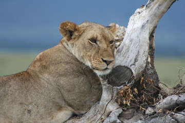 Obraz premium Sleeping on a log