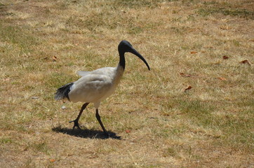 Australian bird
