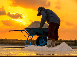 Fototapeta premium Salt farmers is working at Salt Industry. Salt production is made from sea water and sunlight until dry into crystal.