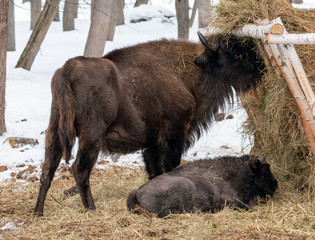 Bison in winter in the reserve