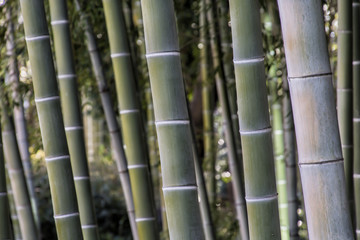 Obraz premium Bamboo Forest