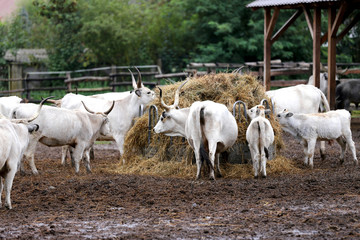 Obraz premium Herd of hungarian grey cattle on a meadow at rural animal farm