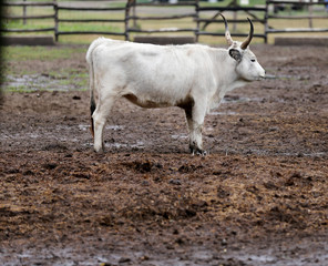Herd of hungarian grey cattle on a meadow at rural animal farm