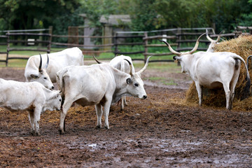 Fototapeta premium Group of hungarian steppe cattle