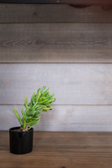 Plante de jade