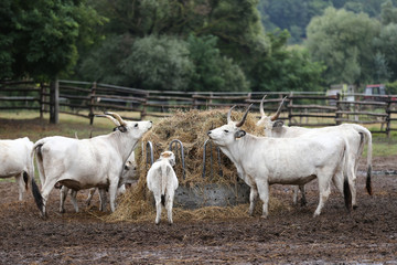 Group of hungarian steppe cattle