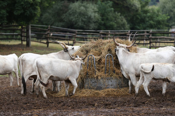 Group of hungarian steppe cattle