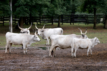 Group of hungarian steppe cattle