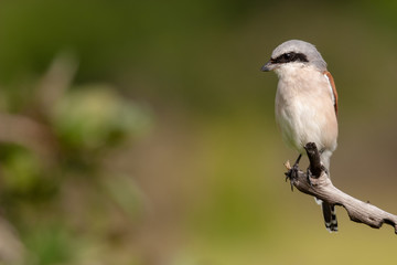 kruger national park south africa