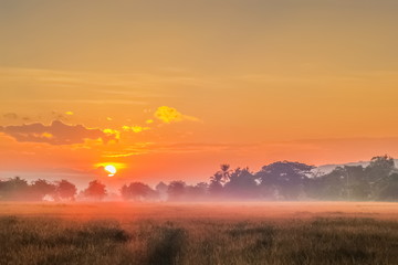 Fototapeta na wymiar misty morning on rice fields plantation with colorful yellow sun light in the sky background, sunrise at rice fields around Chiang Saen Lake, Chiang Rai, northern of Thailand.