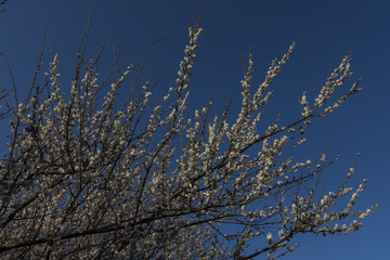 Flowers of the Plum