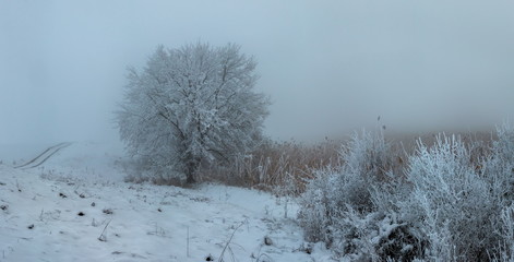 Trees in the fog on the field. Winter landscape of fields with trees. Trees in hoarfrost, hoarfrost...