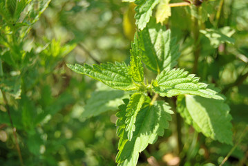 Nettle plant in green field background. Leaves of nettles in the sun, urtica dioica