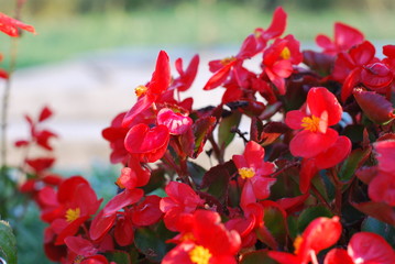 Red shimmery wax begonias shining in the garden