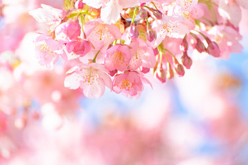 かわいい桜色の背景