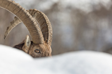 Splendido ritratto di Stambecco (Capra ibex)