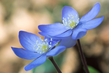 Fiore di Erba trinità (Hepatica nobilis)