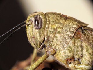 locusta
