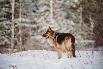 German Shepherd running in the snow