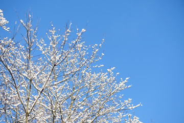Crowns of trees in winter against the blue sky as background