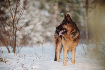 German Shepherd running in the snow