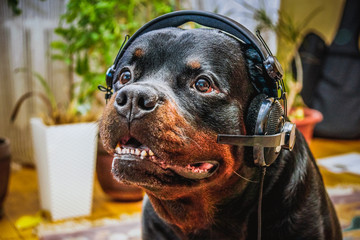 Music dog