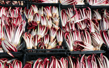 boxes of red radicchio grown in the Po Valley in Italy