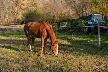 Horse eating in field