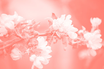 Spring blooms Apple tree, white flowers. Duotone toning.Living coral color 2019. Color palette.